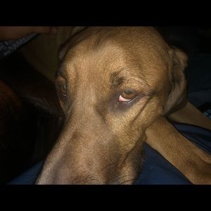 Meet your Posher, Thomas